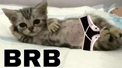 miko3 online show from December 14, 2025, 8:46 pm