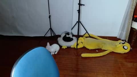 _the_dark_side_of_the_moon_ online show from March 19, 2026, 1:53 am