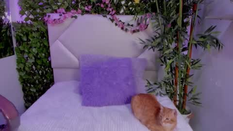 ABBY online show from November 12, 2025, 3:56 pm