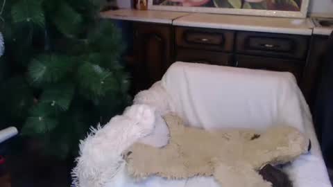 Luly online show from December 15, 2024, 2:08 am