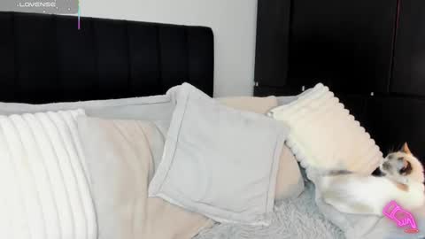 -  A M A R A - online show from February 13, 2025, 8:55 pm