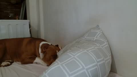 Snapshot of angelicbabexxx chatting on February 8, 2025, 9:04 pm Angela online show from February 8, 2025, 9:04 pm