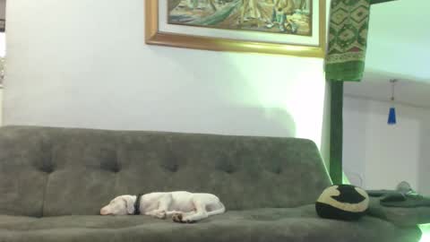 Snapshot of antoniocuervo chatting on February 8, 2025, 11:02 pm Hadez online show from February 8, 2025, 11:02 pm
