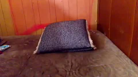 ariellejade06 online show from February 19, 2026, 6:26 pm