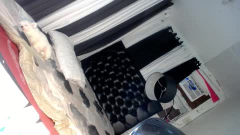 Snapshot of asianhotlover69 chatting on March 6, 2025, 6:37 pm elish 3 online show from March 6, 2025, 6:37 pm