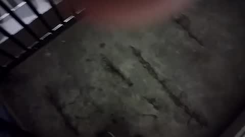 Lex online show from January 1, 2025, 5:43 am