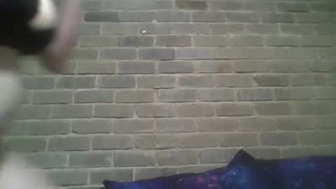 Snapshot of baielekker81578 chatting on February 13, 2025, 10:23 am Chaterlain online show from February 13, 2025, 10:23 am