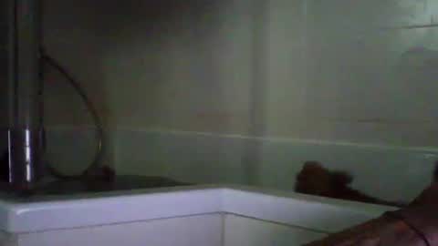 Snapshot of bibipheuck chatting on April 21, 2026, 10:10 am bibipheuck online show from April 21, 2026, 10:10 am