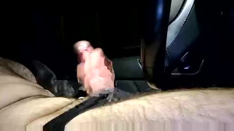 bigpapa2492 online show from January 25, 2025, 10:07 pm