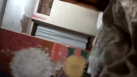 bitchassnig23401rb online show from November 5, 2025, 12:05 pm