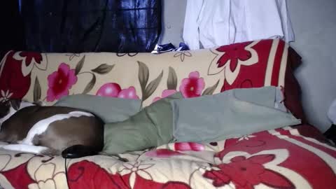 Black Panther online show from September 27, 2025, 11:48 am