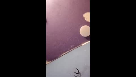 blue17562 online show from April 11, 2026, 3:16 pm