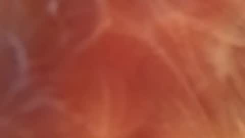 bombelpunk86 online show from February 13, 2025, 8:06 am