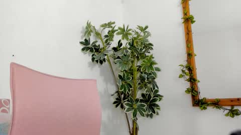   online show from December 16, 2025, 11:54 pm