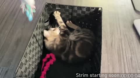 Booker Baxton online show from December 4, 2024, 4:10 am