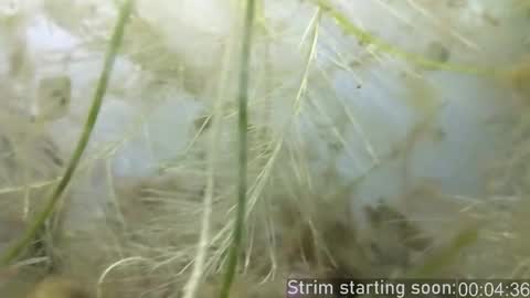 Booker Baxton online show from February 25, 2025, 4:03 am