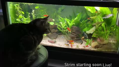 Booker Baxton online show from February 27, 2025, 4:09 am