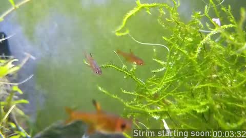 Booker Baxton online show from March 2, 2025, 4:07 am