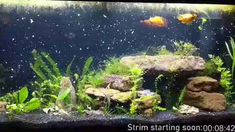 Booker Baxton online show from October 29, 2025, 2:58 am