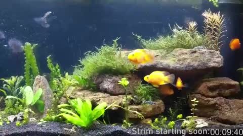 Booker Baxton online show from April 11, 2026, 3:00 am