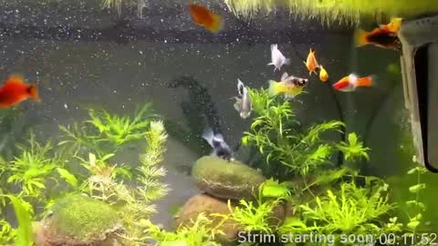 Booker Baxton online show from April 12, 2026, 3:00 am