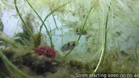 Booker Baxton online show from April 18, 2026, 3:10 am