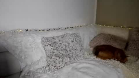 brianadiamondxxx online show from February 10, 2026, 11:58 am