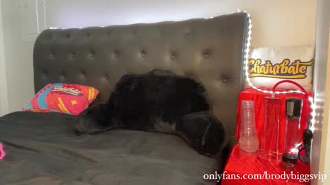 Brody Biggs online show from November 30, 2025, 8:02 pm