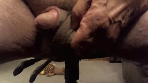 centaur629 online show from February 13, 2026, 2:40 am