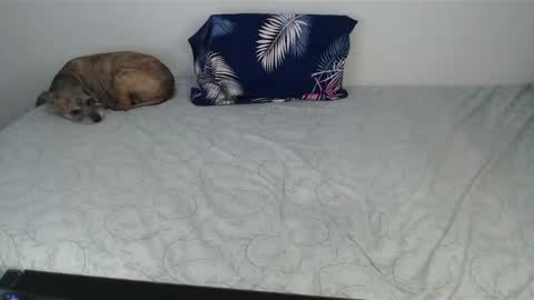 Snapshot of chanelsexyy chatting on December 10, 2024, 10:47 pm Viviana 3 online show from December 10, 2024, 10:47 pm