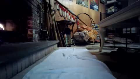 chippy70 online show from January 18, 2026, 7:45 am