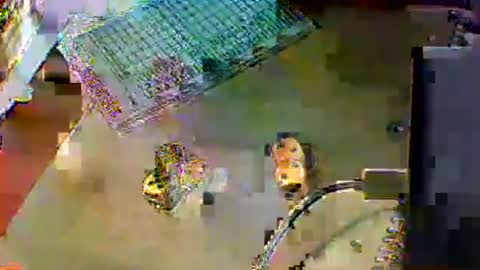 chubbyboy1986 online show from October 17, 2025, 10:01 pm