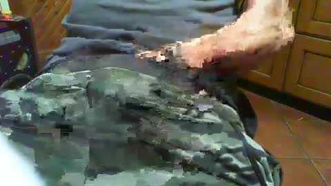 ciop1962 online show from December 2, 2024, 7:05 pm