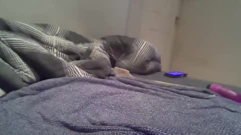 cummbumm69 online show from February 14, 2026, 8:16 pm