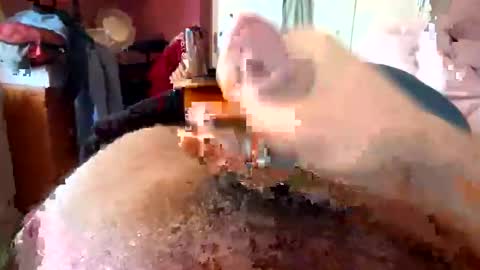 Snapshot of currocll chatting on October 6, 2025, 8:01 am currocll online show from October 6, 2025, 8:01 am