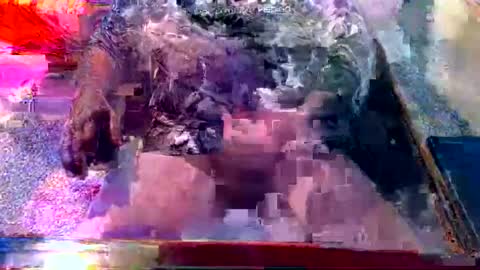 dabaatendae online show from February 2, 2025, 10:17 pm