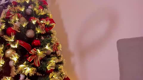 Dahli online show from December 21, 2024, 10:06 am