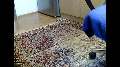 Snapshot of dammerl6 chatting on December 5, 2024, 7:16 am Dammerl online show from December 5, 2024, 7:16 am