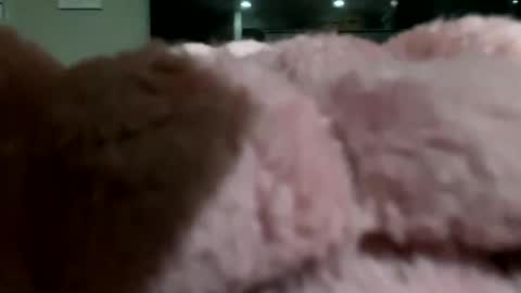 dannyboy621 online show from November 10, 2025, 2:10 am