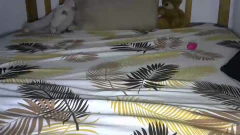 dark_rose3 online show from October 4, 2025, 8:56 am