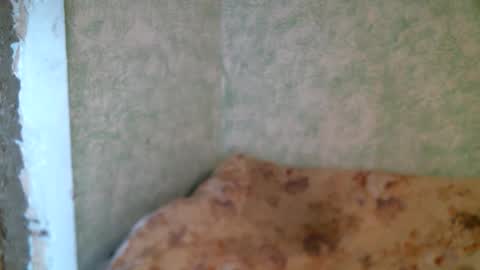 DennisXCarol online show from April 23, 2026, 10:14 am