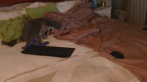 dildosnme22 online show from December 18, 2025, 9:15 am