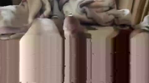 Snapshot of django_911 chatting on January 3, 2025, 5:53 pm django_911 online show from January 3, 2025, 5:53 pm