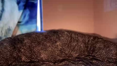 dove_love22 online show from January 12, 2026, 5:18 pm