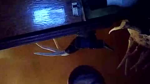 Snapshot of dukester36 chatting on May 26, 2026, 3:46 am dukester36 online show from May 26, 2026, 3:46 am