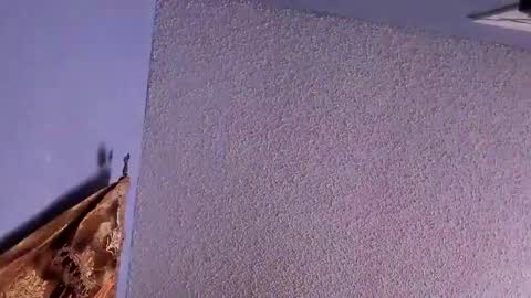 Santos online show from February 7, 2025, 12:53 am