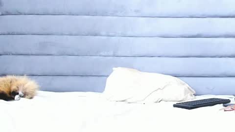 elaisaprincess online show from February 11, 2025, 2:14 am