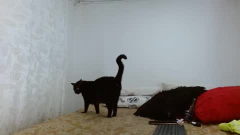 elektra online show from September 20, 2025, 4:13 am