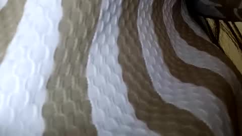 elina_roy03 online show from December 1, 2025, 2:38 am