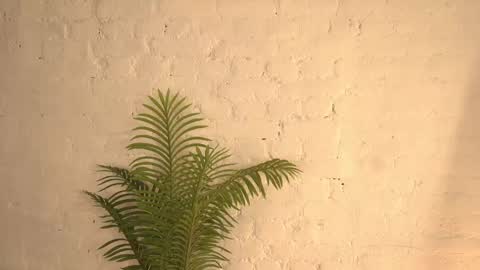 elliefrost online show from March 11, 2025, 12:22 am